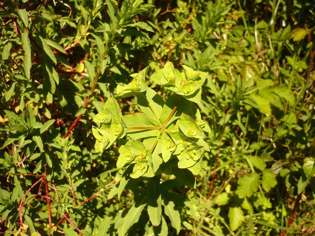Euphorbia segetalis subsp. portlandica (Euphorbiaceae)